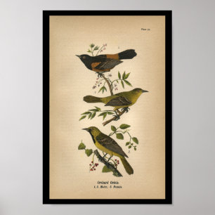 Póster 1890 Bird Print Orchard Oriole