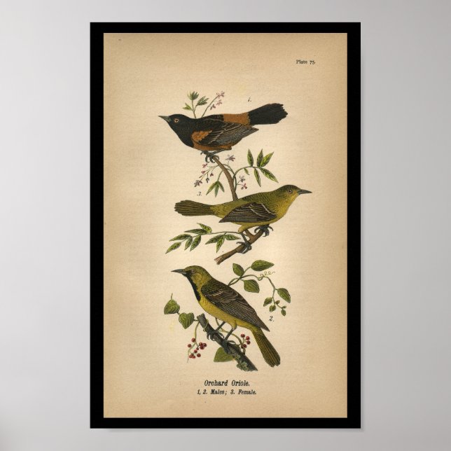 Póster 1890 Bird Print Orchard Oriole (Frente)