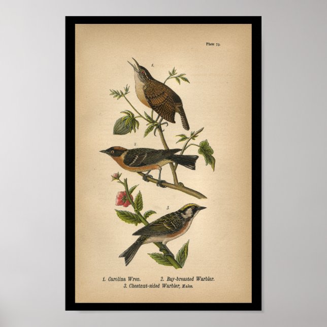 Póster 1890 Carolina Wren (Frente)