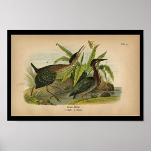 Póster 1890 Perón verde impreso para aves