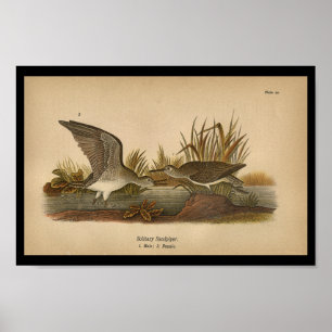 Póster 1890 Sandpiper solitario para aves