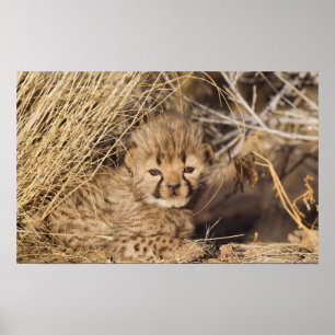 Póster 19 days old male cub. Namibia