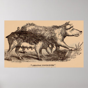 Póster 19th century farm animal print pigs