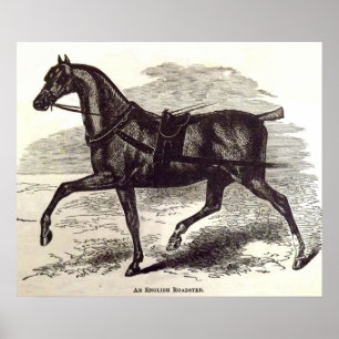 Póster 19th century print An English Roadster horse