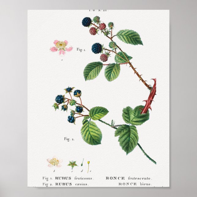 Póster 1 Blackberry (Rubus fruticosus) 2 Dewberry (Rubus) (Frente)