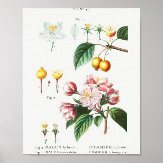 Póster 1 Caramelo florido (Malus hybrida) 2 voltios chino