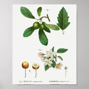 Póster 1 Malus sempervirens de arvejas del sur 2 Siberian
