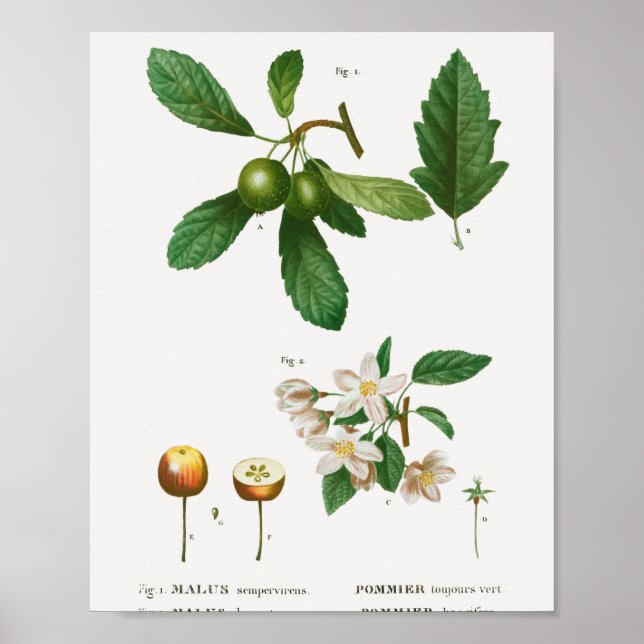 Póster 1 Malus sempervirens de arvejas del sur 2 Siberian (Frente)