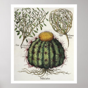 Póster 1.Melocactus; 2.Rosa Hiericontea aperta; 3.Rosa Hi