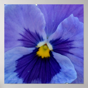 Póster 1 pensamiento azul de la belleza