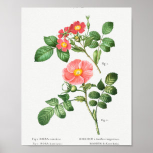 Póster 1 rosa de hojas rojas (Rosa rubrifolia) 2 rosas ja