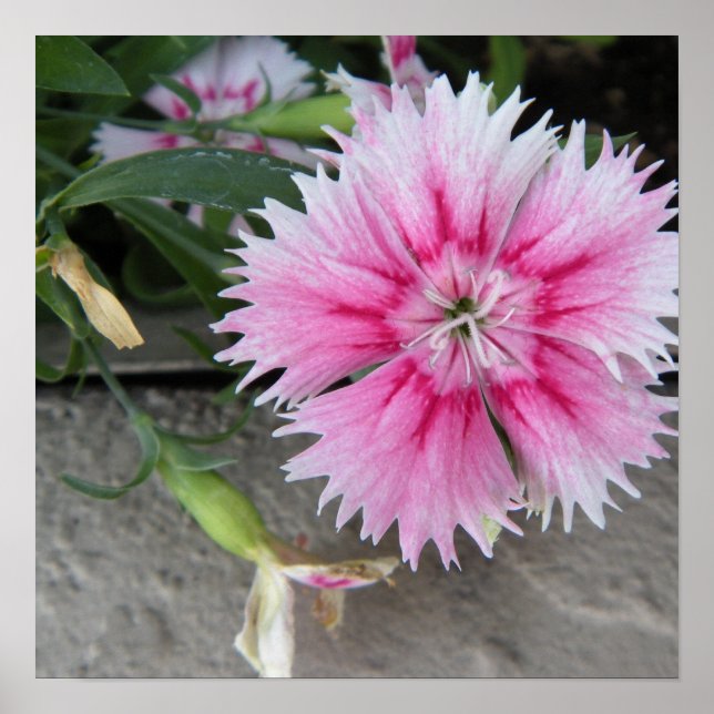 Póster 2009-1008 impresión/poster (Frente)