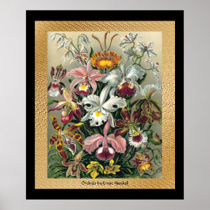 Póster 20 x 24 negros y oro