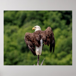 Póster 20x16 Águila calva en una rama