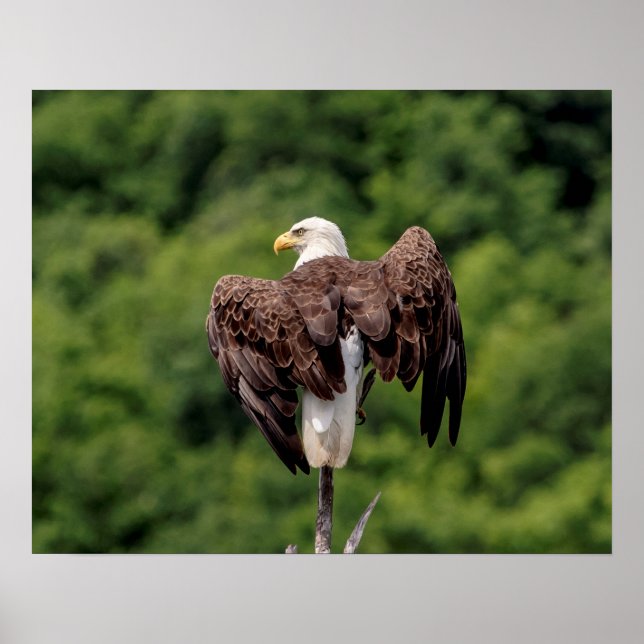 Póster 20x16 Águila calva en una rama (Frente)