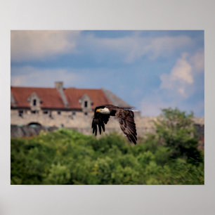 Póster 20x16 Águila calva que pasa por Fort Ticonderoga