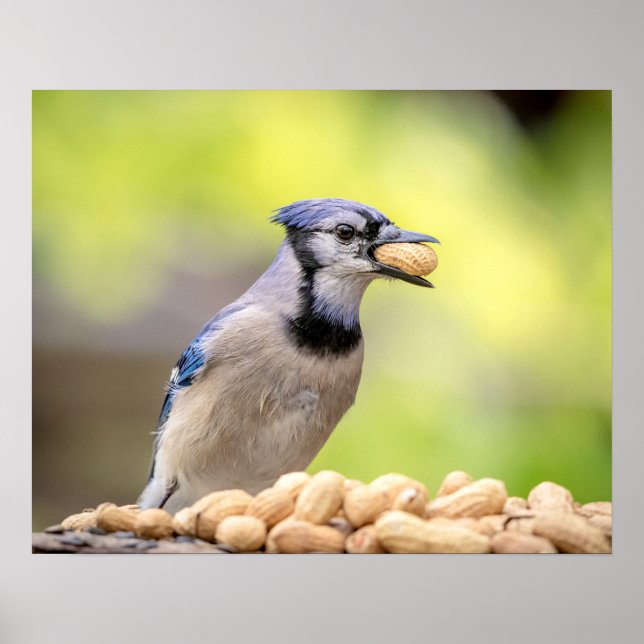 Póster 20x16 Blue jay con un cacahuete (Frente)