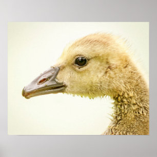 Póster 20x16 ganso canadiense (sopla)