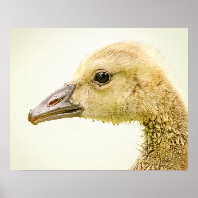 Póster 20x16 ganso canadiense (sopla) (Frente)