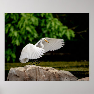 Póster 20x16 Gran Egret