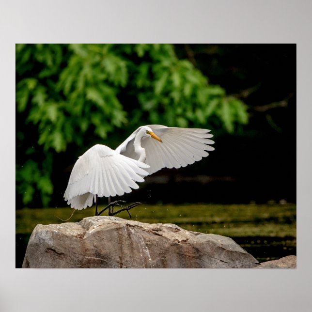 Póster 20x16 Gran Egret (Frente)
