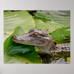 Póster 20x16 Joven lagarto