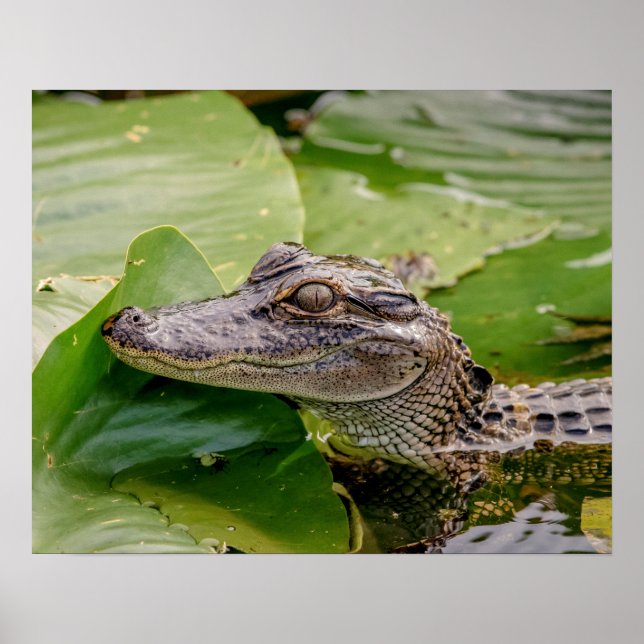 Póster 20x16 Joven lagarto (Frente)