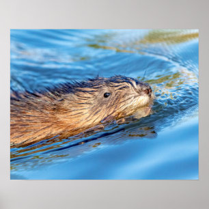 Póster 20x16 Muskrat en la reserva ecológica de las granj