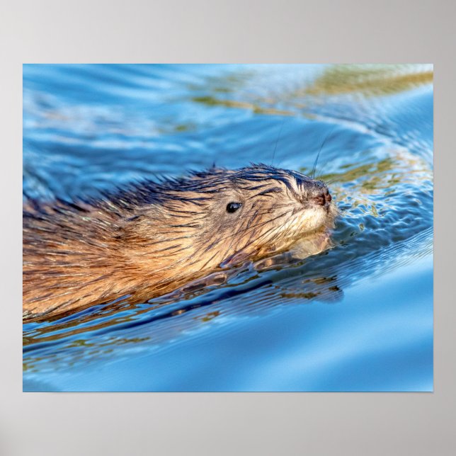 Póster 20x16 Muskrat en la reserva ecológica de las granj (Frente)