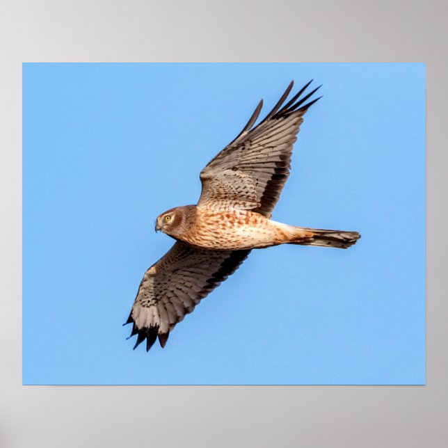 Póster 20x16 Northern Harrier (Frente)