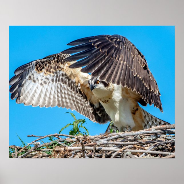 Póster 20x16 Osprey juvenil en el nido (Frente)