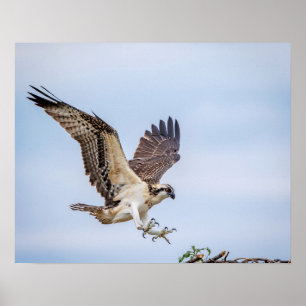 Póster 20x16 Osprey que aterriza en la jerarquía