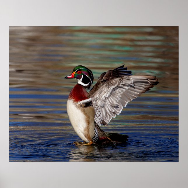 Póster 20x16 Pato de madera (Frente)