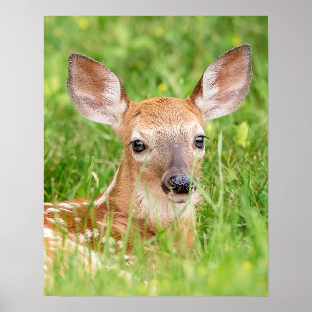 Póster 20x16 Portrait of a Fawn (white-tailed deer) (Frente)