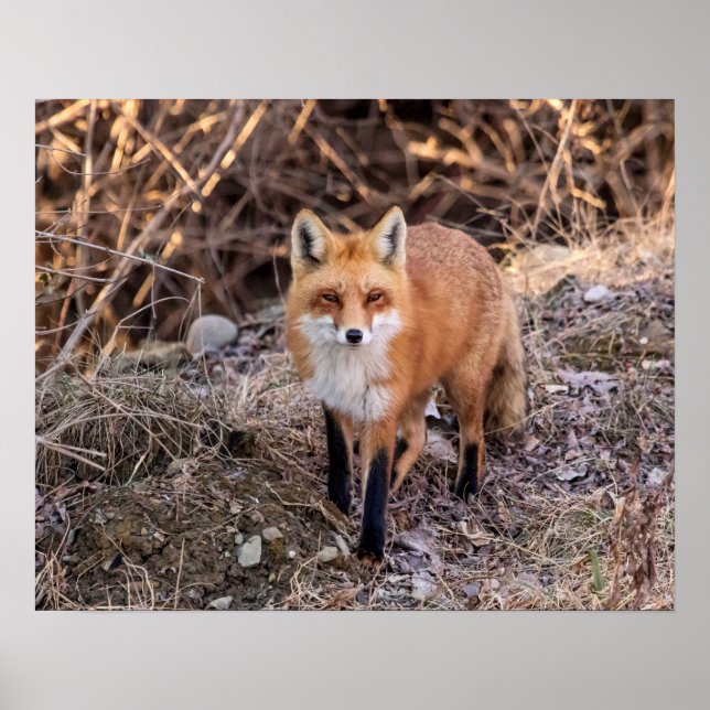Póster 20x16 Red Fox de cerca y personal (Frente)
