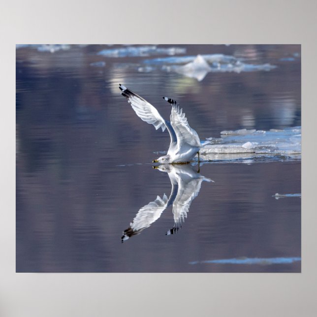 Póster 20x16 Reflexiones de gaviotas (Frente)