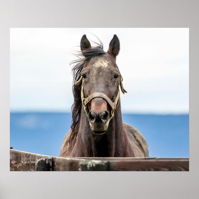 Póster 20x16 Retrato de un caballo (Frente)