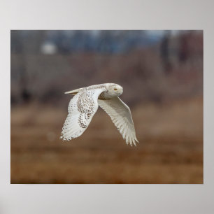 Póster 20x16 Snowy owl in flight