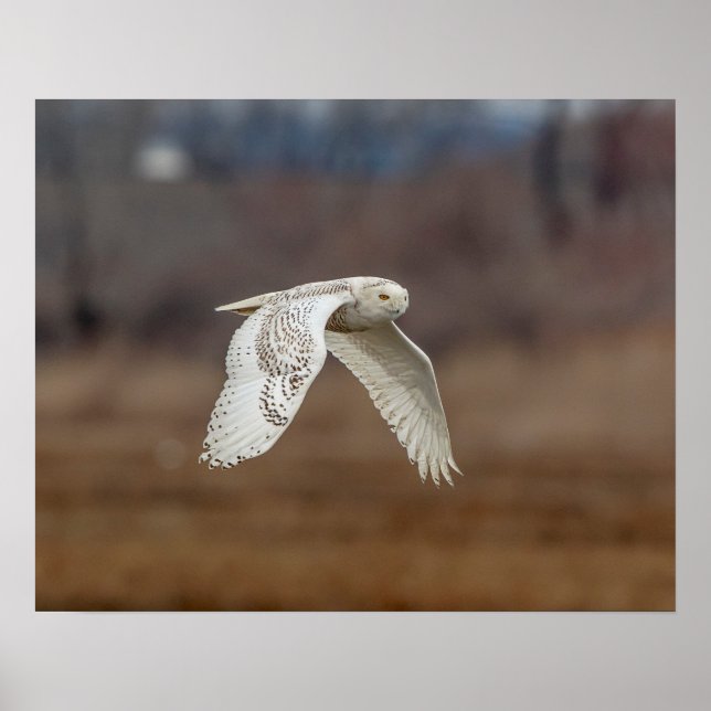 Póster 20x16 Snowy owl in flight (Frente)