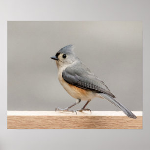 Póster 20x16 Tufted Titmouse