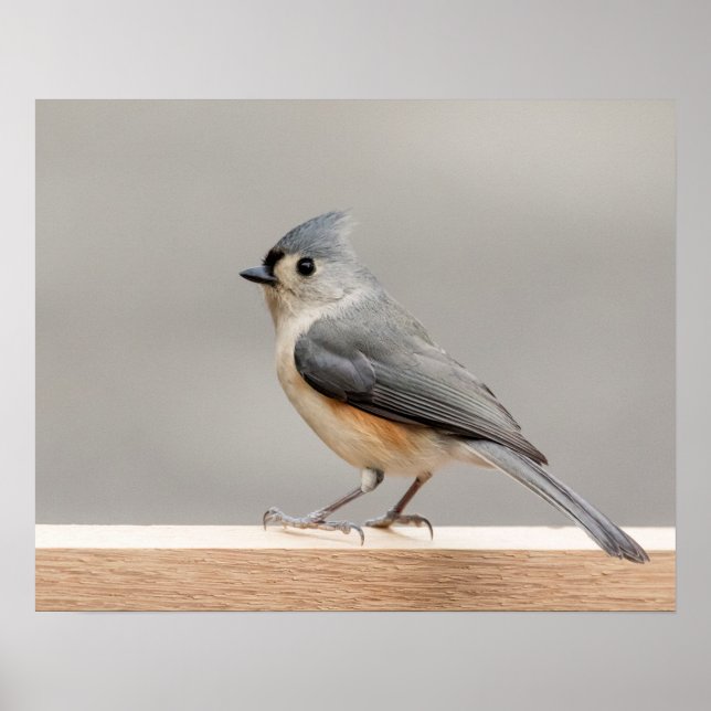Póster 20x16 Tufted Titmouse (Frente)
