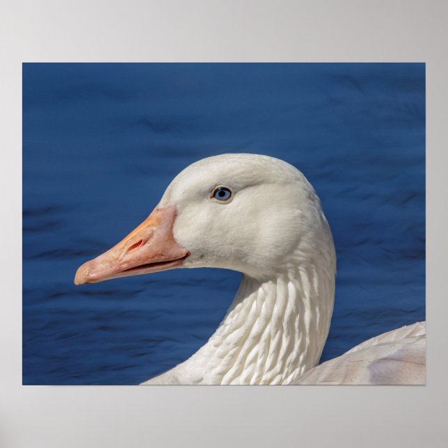 Póster 20x16 White Canadian Goose (Frente)