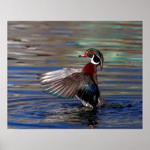 Póster 20x16 Wing Flapping Wood Duck