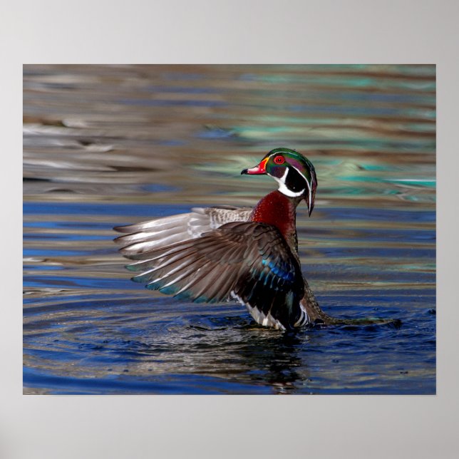 Póster 20x16 Wing Flapping Wood Duck (Frente)