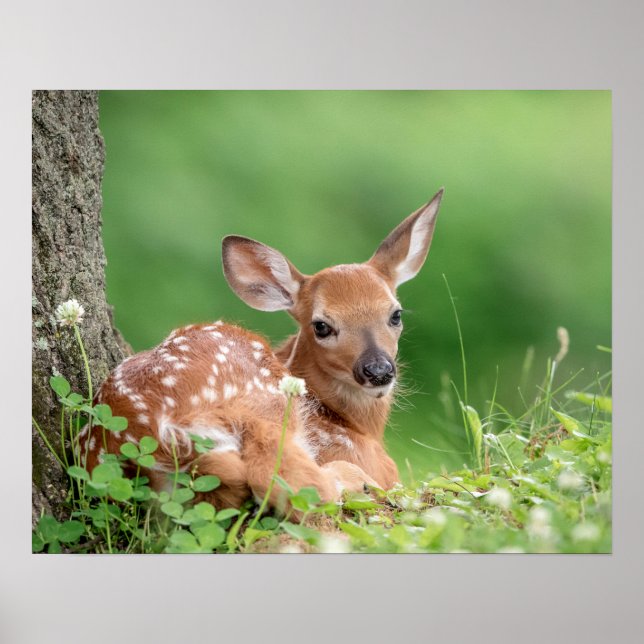Póster 20x6 Adorable Fawn laying under a tree (Frente)