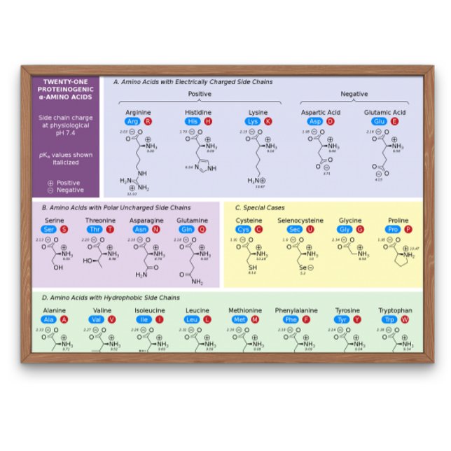 Póster 21 aminoácidos en biología con estructura (Subido por el creador)