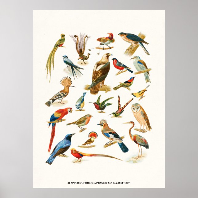 Póster 22 Especies de Aves L. Prang & Co Botanical (Frente)