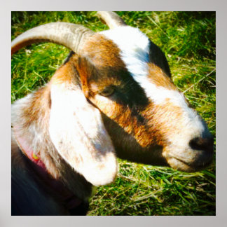 Póster 24x24 matte poster. Goat. Personalize!