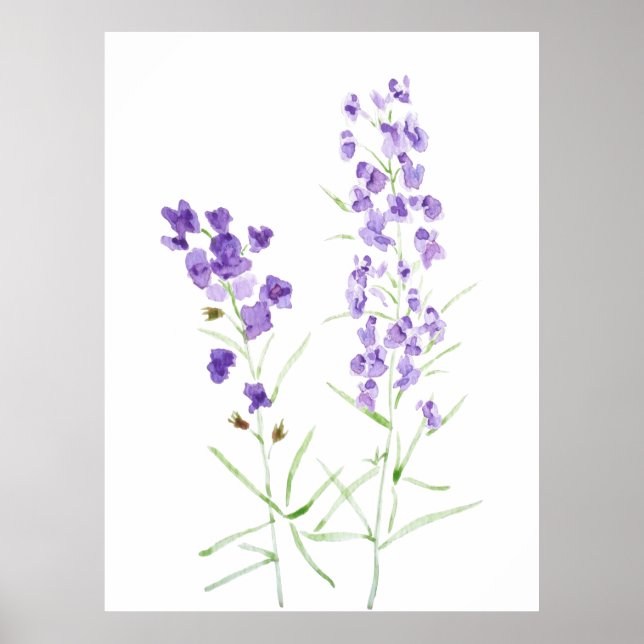 Póster 2 acuarela de flores silvestres moradas (Frente)