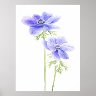 Póster 2 anémona morada en flor